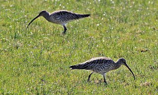 Der Große Brachvogel brütet auf Wiesen und Weiden. - Biologische Station Senne-Paderborn