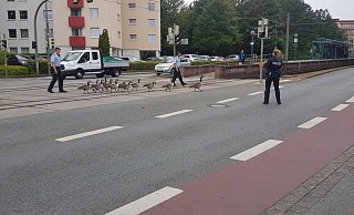 Die Tiere werden von der Polizei sicher über die Kurt-Schumacher-Straße in Bielefeld geleitet. - Sam Gazelle