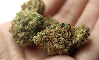 Das von dem 24-Jährigen verkaufte Marihuana füllte mehrere Hände.  - Symbolfoto: Pixabay