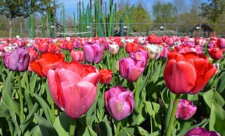 Es scheint fast so, als würden die Tulpen im Parkteil Mitte in diesem Jahr besonders prächtig erblühen. Fotos: Birgit Vredenburg - Birgit Vredenburg
