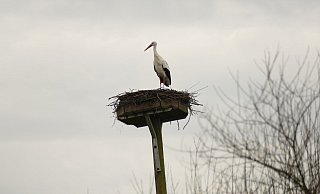 Früher Gast: Ende vergangener Woche thronte der erste Storch auf dem Horst im Bruch. Da war von Schnee noch keine Spur. - Symbolfoto/ Pixabay
