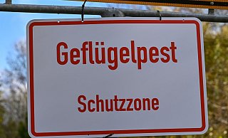 Nach Angaben des Friedrich-Loeffler-Instituts sind immer mehr Geflügelhaltungen in Deutschland von der Geflügelpest betroffen. In Betrieben in neun Bundesländern gab es bislang Seuchenausbrüche. (Symbolbild). - Patrick Pleul/dpa-Zentralbild/dpa