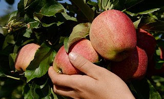 Ab dem Spätsommer ist es wieder so weit: Die Apfelsaison beginnt. und damit auch die Möglichkeit, das beliebte Obst selbst zu ernten. An diesen Höfen in OWL können Äpfel und Birnen selbst gepflückt werden. - dpa-tmn
