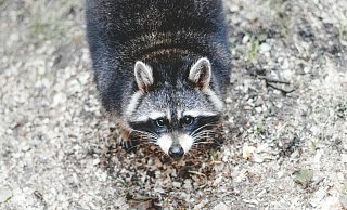 Waschbären gelten als invasive Art in der EU. Deswegen dürfen sich bejagd werden. - Symbolbild: Pexels