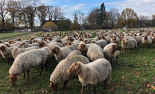 Mitunter trifft man auf die Bethelherde, die insgesamt aus rund 700 Coburger Fuchsschafen besteht. - Silke Kröger