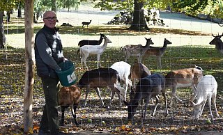 Josef Waldhoff, Förster der Graf von Oeynhausen-Sierstorpff Forstverwaltung, bei der Fütterung des Damwildes im Wildgehege des Gräflichen Parks. - Unternehmensgruppe Graf von Oeynhausen-Sierstorpff