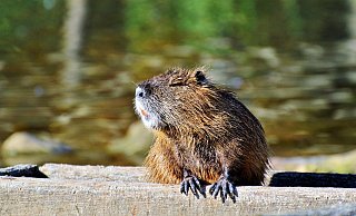 Die Nutria sollen gejagt werden. - Pixabay