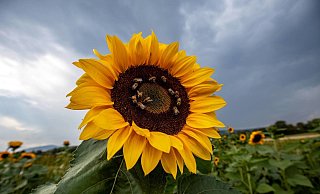 Da lacht die Sonnenblume: Am Wochenende kehrt der Sommer noch einmal zurück nach Ostwestfalen-Lippe. - picture alliance / Jan Eifert