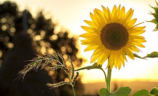 Am Sonntag rechnet der Wetterdienst verbreitet mit 25 bis 27 Grad und viel Sonnenschein. - Pixabay (Symbolfoto)