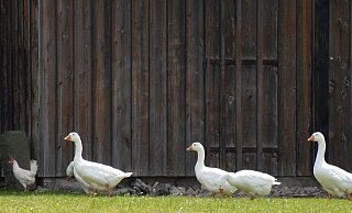 Noch gibt es in NRW keine Stallpflicht. - Symbolbild: Pixabay