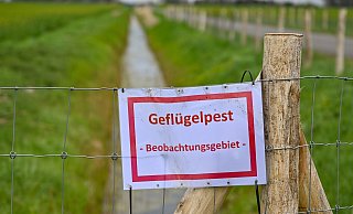 Der Kreis Paderborn verhängt eine erweiterte Aufstallpflicht für weite Teile des Kreises. - (Symbolbild) dpa/Patrick Pleul