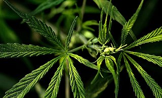 In einem Kellerraum des Angeklagten fanden sich zwei Spezialschränke, in denen 26 Marihuana-Pflanzen gediehen.  - Pixabay (Symbolfoto)