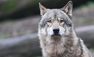Ein männlicher Wolf riss im Juli in Stemwede mehrere Schafe. Über seinen Verbleib ist nichts bekannt. - dpa