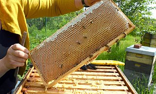 Eine Imkerin bei der Arbeit - in der Wabe dürfte jede Menge Honig sein. (Symbolfoto) - Waltraud Grubitzsch/dpa