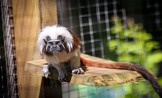 Die Liszt-Äffchen sind ziemlich neugierige Bewohner des kleinen Herforder Zoos. - Daniel Salmon