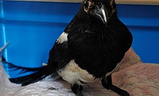 Inzwischen gibt es neue Infos zu dem Schützling: „Sein Name ist Nils und er ist mit 15 Jahren schon steinalt.“ In freir Wildbahn werden Elstern rund zwei Jahre alt. - NW
