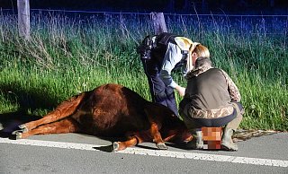 Für das entlaufene Rind kam jede Hilfe zu spät. Es starb noch an der Unfallstelle. - Paul Brinkmann