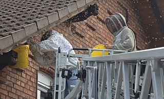 Bieneneinsatz in Höxter: Ein Bienenschwarm an einem Haus in Höxter wurde im Juni von Experten umgesiedelt. - Thomas Kube