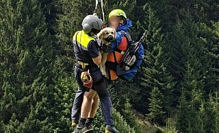 Die Tierärzte stellen der schwer verletzten Hündin eine optimistische Prognose aus. (Handout-Foto) - Unbekannt/LPD VORARLBERG/APA/dpa