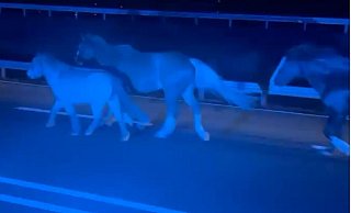 Zur Sicherheit der Pferde und der anderen Verkehrsteilnehmer sperrte die Polizei die Bundesstraße zeitweise. - Polizei Paderborn/Screenshot NW