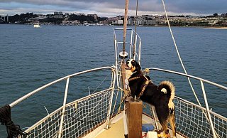 Eine fünfköpfige Familie lebt mit ihren Hunden auf einem Segelboot. - Denise Brömstrup