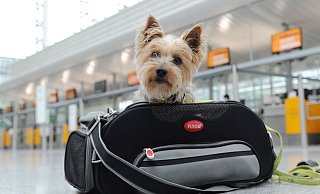Ab in die Tasche: Kleine Hunde können mitunter in der Kabine mitfliegen. - Tobias Hase/dpa-tmn