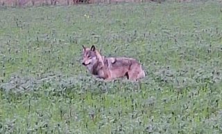 Das Tier - möglicherweise ein Wolf - wurde von Torben Denker nahe eines Wohngebiets zwischen Todtenhausen und Kutenhausen gesichtet. - Torben Denker/privat