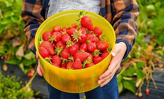 Erdbeerbauern klagen, dass ihr Selbstpflück-Angebot ausgenutzt wird. Besucher essen etliche Erdbeeren vor Ort, zahlen dann aber nur ein kleines Schälchen. - Andreas Arnold/dpa