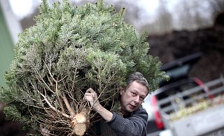Am Samstag, 7. Januar, werden die ersten ausrangierten Weihnachtsbäume abgeholt. Foto: (Archiv) Patrick Menzel - Copyright: Patrick Menzel