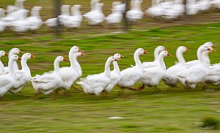 Rund um den Martinstag und Weihnachten ist Hochsaison für Gänsehalter. (Archivbild) - Robert Michael/dpa