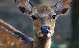 Plötzlich tauchten mehrere Rehe auf der A2 im Kreis Gütersloh auf.  - Symbolfoto/Pixabay