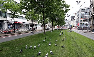 Die linke Spur mit den Taxiplätzen am Niederwall soll frei bleiben für eine Rampe zu einem denkbaren Fahrradparkhaus unter dem Jahnplatz. Die Taxen sollen rechts vor dem neuen Rathaus halten. - Wolfgang Rudolf