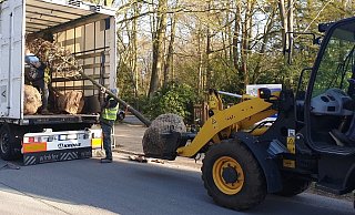 Schadensbehebung: Der städtische Fachbereich Grünflächen hat insgesamt acht verschieden große Gehölze und Solitärsträucher im Stadtpark und im Botanischen Garten neu gepflanzt. - NW
