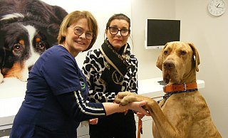 Tierärztin Marianne Nieder mit Hundebesitzerin Dirth Paul und Dogge Carlos, der in der Kleintierpraxis im Kreis Gütersloh zum Lebensretter wird. - Bettina Peters