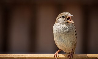 Auch Vögel finden in diesen heißen Tagen nur schwer Wasser.  - Symbolfoto/Pixabay