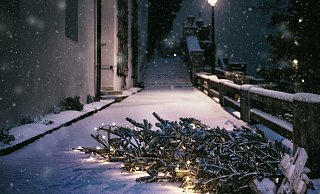 Die Stadt informiert über Entsorgungsmöglichkeiten für den Weihnachtsbaum. - Symbolfoto/ Pixabay