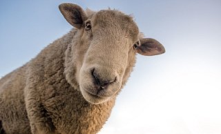 Rund 30 Tiere hatten es sich in der Nähe der Buschkampkreuzung gemütlich gemacht. - Symbolbild: Pixabay