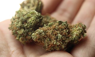Eine Freigabe von Cannabis zu Genusszwecken für Erwachsene ist im Koalitionsvertrag der Ampelregierung vereibart worden. - Themenfoto: Pixabay