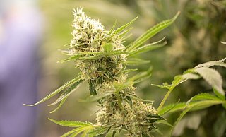 Cannabispflanzen in einem Blüteraum eines Pharmaunternehmens. Nach Plänen der Ampel-Regierung sollen künftig der Besitz von bis zu 25 Gramm Cannabis straffrei sein. - Sebastian Kahnert/dpa