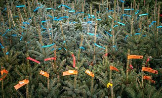 Mit farbigen Zetteln markierte Weihnachtsbäume warten auf den Kauf. - picture alliance/dpa