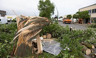 Ein abgeknickter Baum in Paderborn. - Foto: Friso Gentsch/dpa