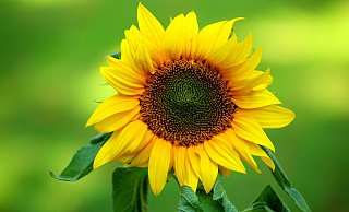 Die Grünen stellen ihren Bürgermeisterkandidat vor. - Pixabay