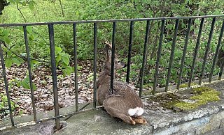Stecken geblieben ist ein Rehbock in einem Gitter bei der Überquerung der Wiedenbrücker Straße im Kreis Gütersloh. - Kreispolizeibehörde Gütersloh