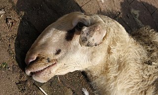 Das gerissene Schaf ist auf dem Hof verendet. - Anne Neul