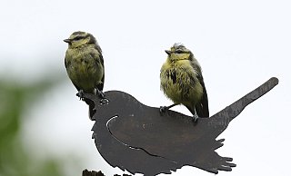 Keck: Die jungen Blaumeisen haben keine Angst vor der Blechamsel. - Andreas Schäfferling