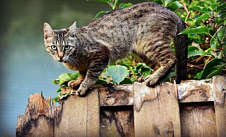 Freilaufende Katzen im fortpflanzungsfähigen Alter müssen ab sofort kastriert sein. - Pixabay (Symbolbild)
