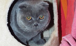 Die Scottish-Fold Katzendame Diva. - Tierschutzverein Herford