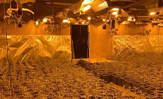 Illegale Cannabisplantage: Ermittler entdeckten 6.000 Pflanzen bei der Razzia in NRW. Der Ort dieser vom LKA verbreiteten Aufnahme ist unbekannt. - LKA NRW