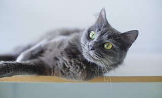 Die NW-Leser haben geliefert: Knapp 100 verschiedene Katzen wurden zur Bewertung eingeschickt. - Alessandro Alle/Pixabay