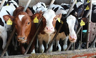 Neugierig schauen diese kleinen Rinder den Besuchern entgegen. Auch sie werden einmal Milch geben. - Karin Wessler